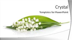  Presentation with lily - Cool new PPT theme with lillies - lily of the valley isolated backdrop and a white colored foreground