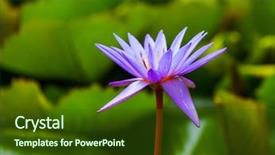  Presentation with lotus flower - Audience pleasing presentation theme consisting of lillies - lotus lilly flower - nature backdrop and a tawny brown colored foreground