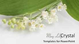  Presentation with lily - Beautiful PPT theme featuring lillies - may lilly lily backdrop and a light gray colored foreground