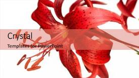  Presentation with lily - Presentation with lillies - red tiger lily isolated background and a coral colored foreground