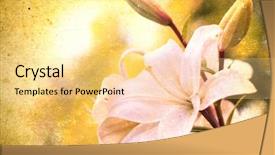  Presentation with old brown paper texture - Slide deck having lillies - textured old paper background background and a blonde colored foreground