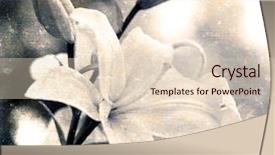  Presentation with old paper - Slides enhanced with lillies - textured old paper background background and a lemonade colored foreground