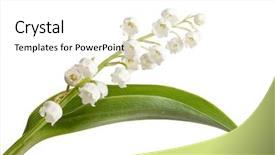  Presentation with lily of the valley close - Slides consisting of rocky irish coastline during a morning sunset background and a gray colored foreground