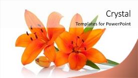  Presentation with lily - Cool new theme with lillies - two orange lily isolated backdrop and a white colored foreground