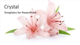  Presentation with white easter lily flowers - Beautiful slides featuring lillies - two pink lily flowers isolated backdrop and a pink colored foreground
