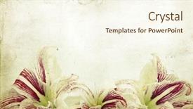  Presentation with white easter lily flowers - Slides consisting of lillies - vintage photo of lilly flowers background and a  colored foreground