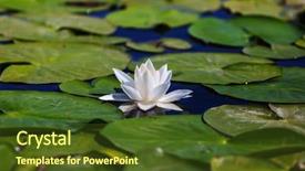  Presentation with green gold and white - Colorful slides enhanced with lillies - white lilly in green summer backdrop and a tawny brown colored foreground