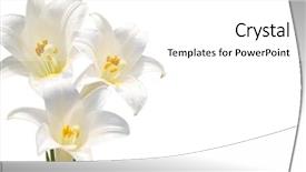  Presentation with lily - Slides with lillies - white lily background and a white colored foreground