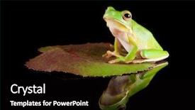  Presentation with frog - Theme having lillies - white-lipped tree frog or litoria background and a black colored foreground