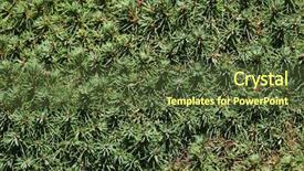  Presentation with spruce - PPT theme featuring american frame forest trees - lilliput white spruce picea glauca background and a tawny brown colored foreground