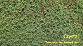  Presentation with spruce - Theme featuring american frame forest trees - lilliput white spruce picea glauca background and a tawny brown colored foreground