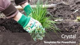  Presentation with healthy lifestyle - Presentation theme having lily - woman's hands planting chives background and a dark gray colored foreground