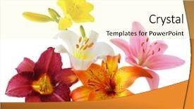  Presentation with white easter lily flowers - PPT layouts with lily and daylily flowers isolated background and a blonde colored foreground