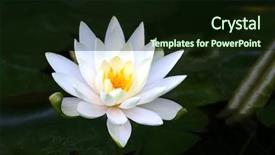  Presentation with water lily - Presentation theme featuring lily flower in the lake background and a wine colored foreground