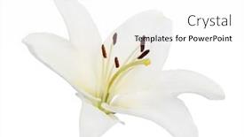  Presentation with lily flower - PPT theme having lily flower isolated on white background and a white colored foreground