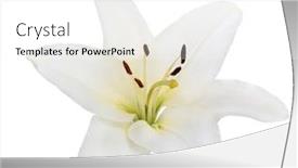  Presentation with lily flower - Beautiful PPT theme featuring lily flower isolated on white backdrop and a white colored foreground