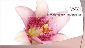  Presentation with lily flower - Slides having lily-flower-isolated-on-white background and a pink colored foreground