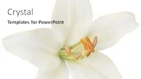  Presentation with lily flower - Presentation theme enhanced with lilies - lily flower isolated on white background and a white colored foreground