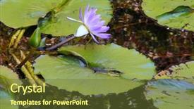  Presentation with lily flower - Slides having lily flower on a pond background and a tawny brown colored foreground