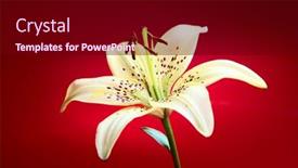  Presentation with lily flower - Presentation design enhanced with lily flower on red background background and a wine colored foreground