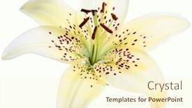  Presentation with lily flower - Presentation with lily flower on white background background and a cream colored foreground