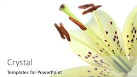  Presentation with lily flower - Presentation theme featuring lily-flower-on-white-background background and a white colored foreground