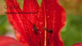  Presentation with lily flower - Presentation theme enhanced with lily-flower-with-raindrops-wallpapers background and a crimson colored foreground