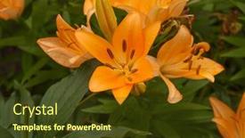  Presentation with lily flower - PPT layouts enhanced with lily-flower-with-raindrops-wallpapers background and a tawny brown colored foreground