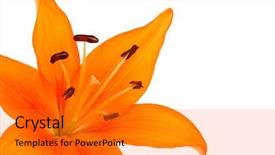  Presentation with lily flower - Cool new presentation with lily flower backdrop and a gold colored foreground