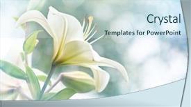  Presentation with flowers border - PPT theme enhanced with lily flowers border design spring background and a sky blue colored foreground