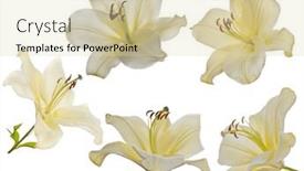  Presentation with lily - Presentation design featuring lily-flowers-isolated-on-white background and a soft green colored foreground