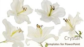  Presentation with lily - Presentation design with lily-flowers-isolated-on-white background and a  colored foreground