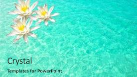  Presentation with water lily - Audience pleasing presentation consisting of lily flowers on beautiful clear backdrop and a seafoam green colored foreground