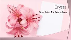  Presentation with pink flowers - Colorful theme enhanced with lily-flowers-over-pink-background backdrop and a pink colored foreground