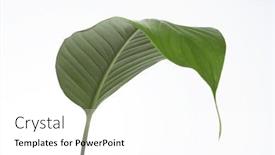  Presentation with lily - PPT theme consisting of lily-leaf-on-white background and a white colored foreground