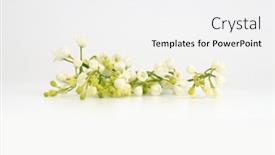  Presentation with lily flower - Presentation theme featuring lily-of-the-valley-flower background and a white colored foreground