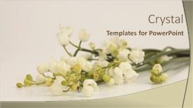  Presentation with lily flower - Slide set having lily-of-the-valley-flower background and a lemonade colored foreground