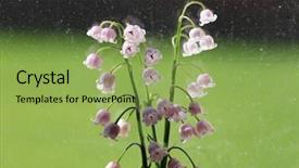  Presentation with lily - Slide deck with lily of the valley flowers background and a yellow colored foreground