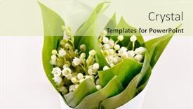  Presentation with lily - 