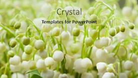  Presentation with lily - Slides consisting of lily-of-the-valley-flowers background and a mint green colored foreground