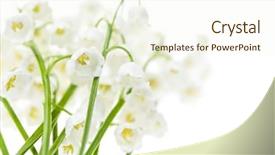  Presentation with white flowers - Beautiful slides featuring lily of the valley flowers backdrop and a cream colored foreground