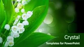  Presentation with lily flower - PPT theme with lily-of-the-valley flowers background and a forest green colored foreground