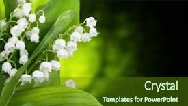  Presentation with lily - Audience pleasing PPT layouts consisting of lily-of-the-valley flowers backdrop and a tawny brown colored foreground