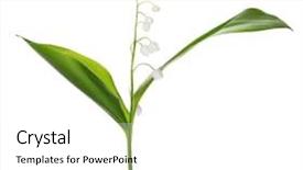  Presentation with lily flower - Audience pleasing presentation theme consisting of lily of the valley single backdrop and a white colored foreground