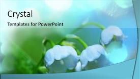  Presentation with lily flower - PPT theme consisting of university students charity project concept background and a coral colored foreground