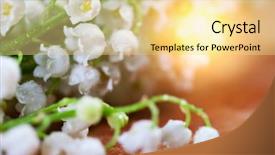  Presentation with lily - Presentation theme enhanced with lily of the valley background and a blonde colored foreground