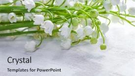  Presentation with lily - Presentation design with lily-of-the-valley background and a  colored foreground