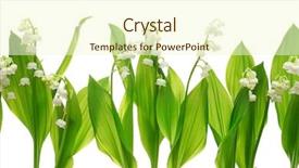  Presentation with lily - Slide deck having lily of the valley background and a cream colored foreground