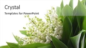  Presentation with lily - Presentation theme with lily of the valley background and a white colored foreground