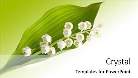  Presentation with lily - Presentation theme with lily of the valley background and a white colored foreground